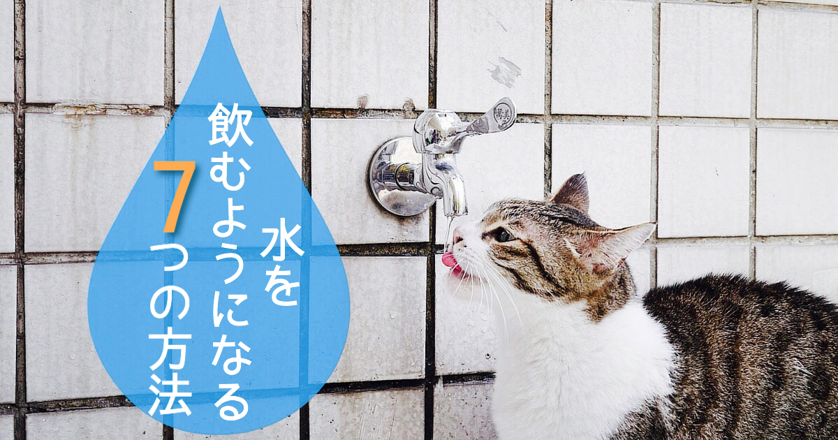 猫, 水, 飲ませる