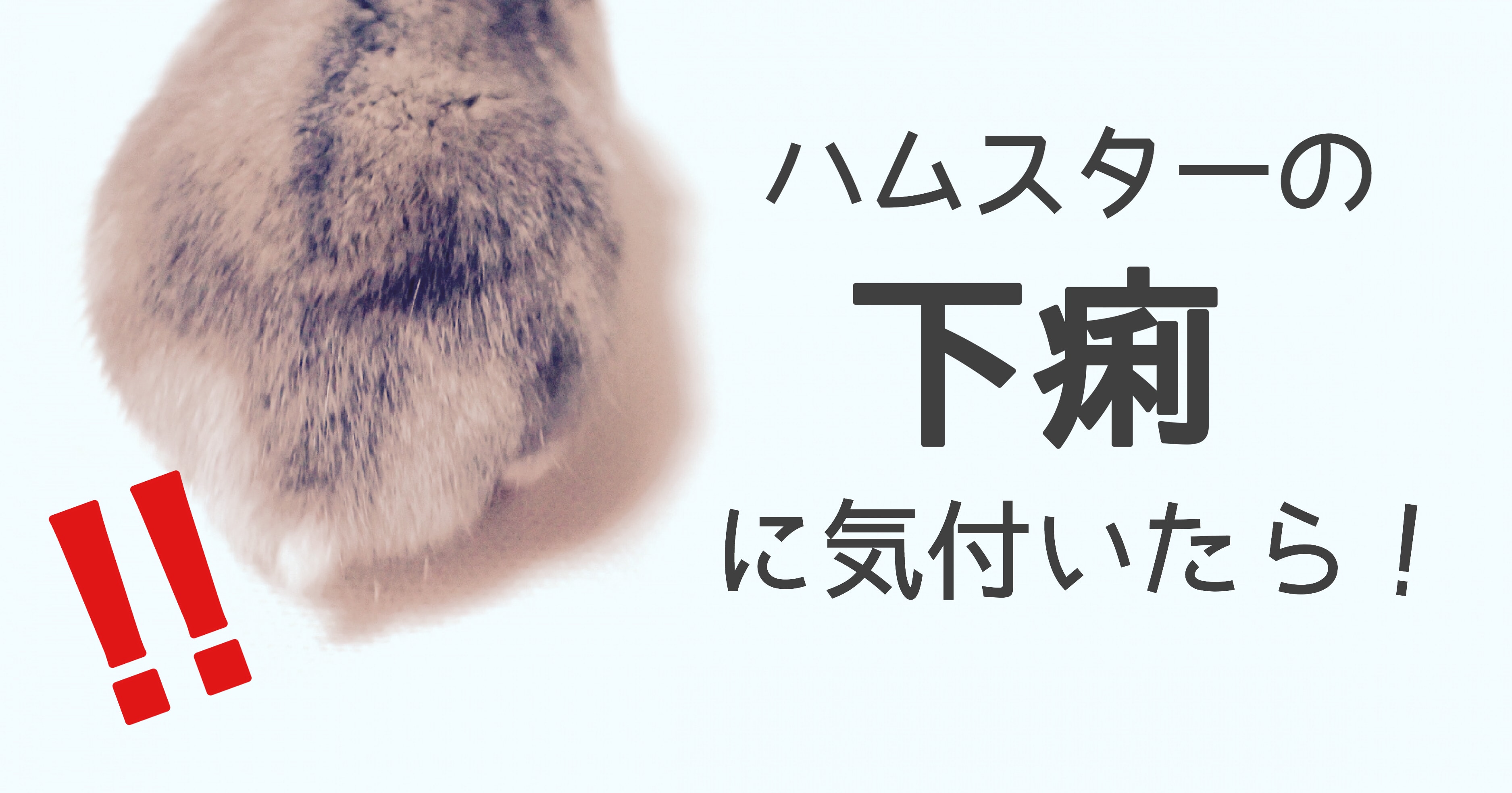 ハムスターの下痢の治し方 原因や治療 自宅での対処法まとめ けものはっく