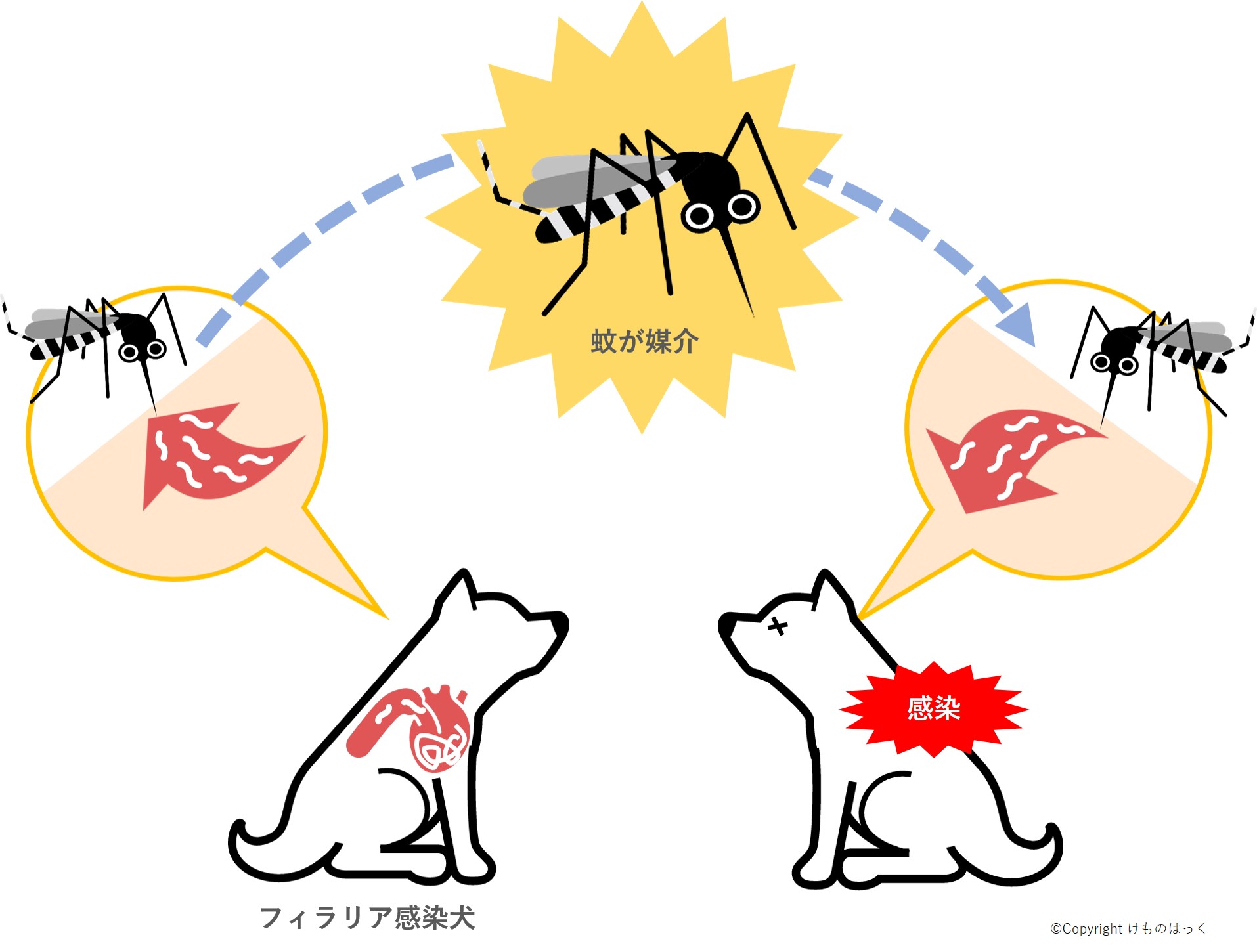 犬のフィラリア感染経路